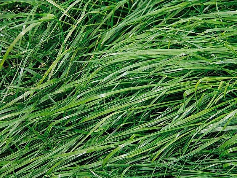 Forage Grass Mix