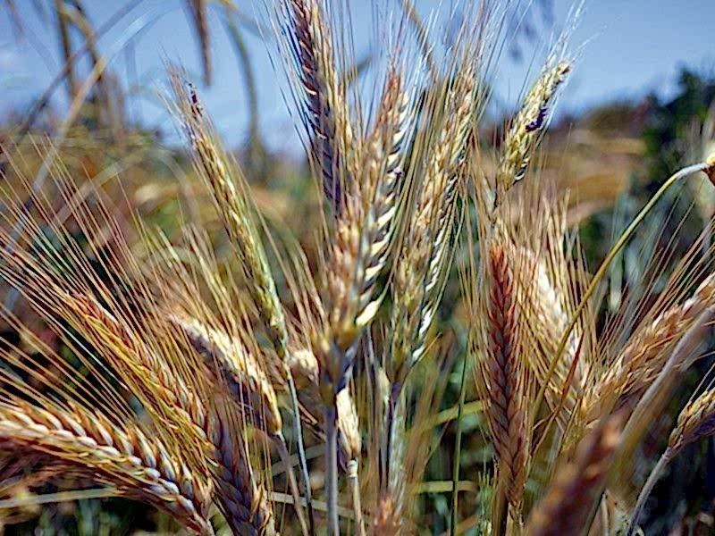 Tritikale Kinerit